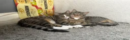 Domestic Shorthair cats for sale: beautiful twin kittens  in Coalville - Advert 11