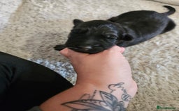 German Shepherd dogs for sale: Beautiful German Shepherd Pups for sale - Image 5
