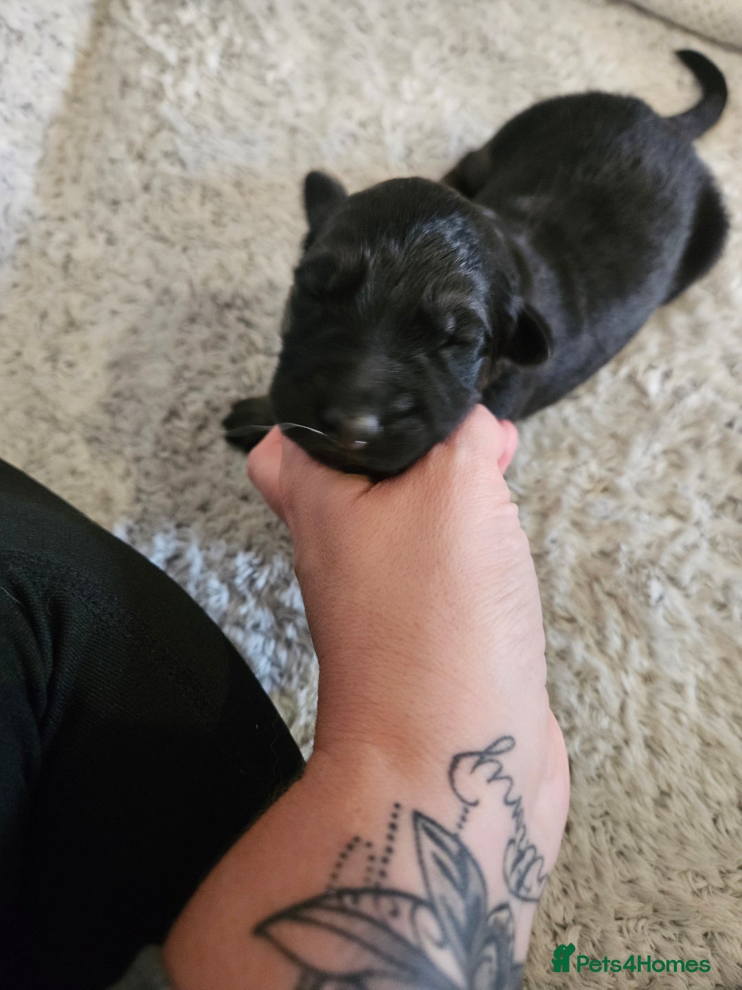 German Shepherd dogs for sale: Beautiful German Shepherd Pups for sale - Image 5