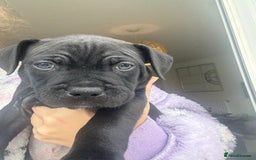 Staffordshire Bull Terrier dogs for sale: 🐾 Beautiful Staffordshire Puppies for Sale 🐾 - Image 11
