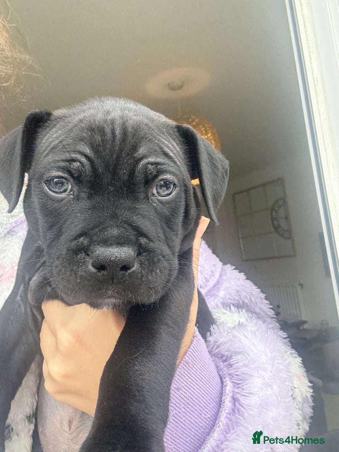 Staffordshire Bull Terrier dogs for sale: 🐾 Beautiful Staffordshire Puppies for Sale 🐾 - Image 11