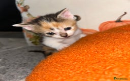 Sokoke cats for sale: Sokoke X tabby  - Image 2