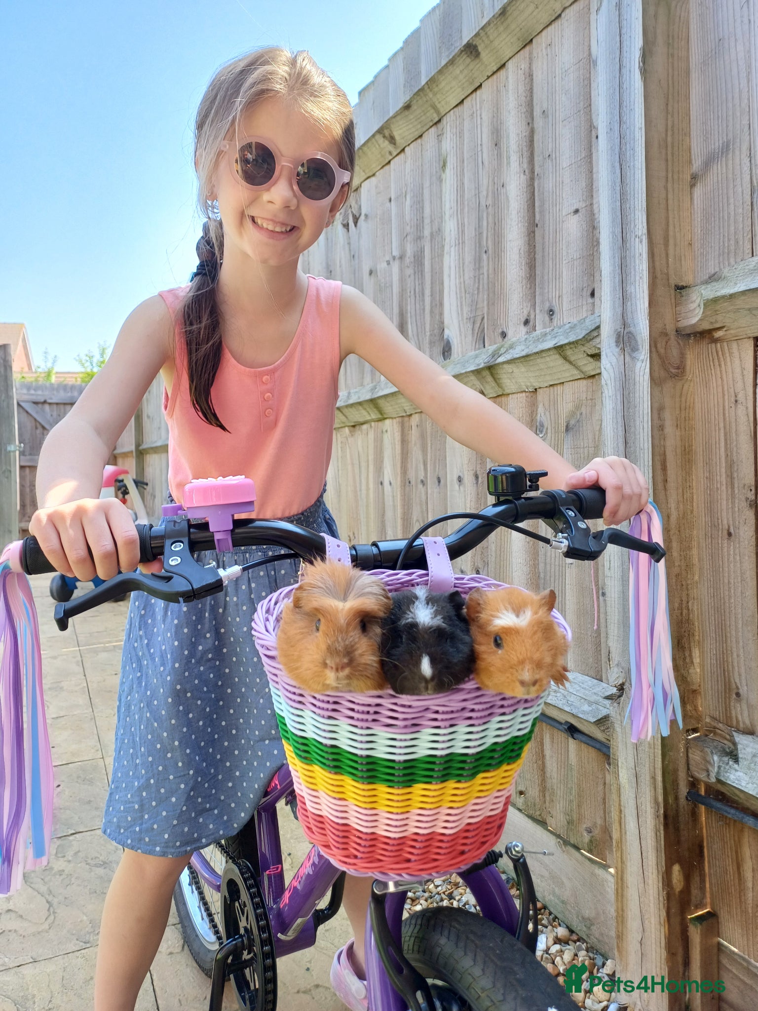 Guinea Pig rodents 3 bonded female Guinea pigs  - Advert 1