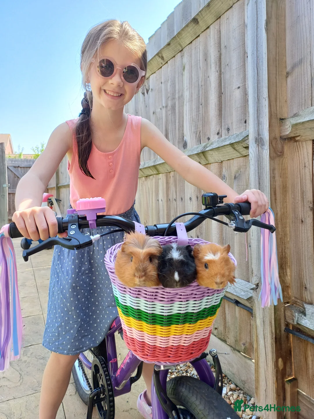 Guinea Pig rodents for sale: 3 bonded female Guinea pigs  in Havant - Advert 1