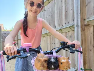 Guinea Pig rodents 3 bonded female Guinea pigs - Advert 1