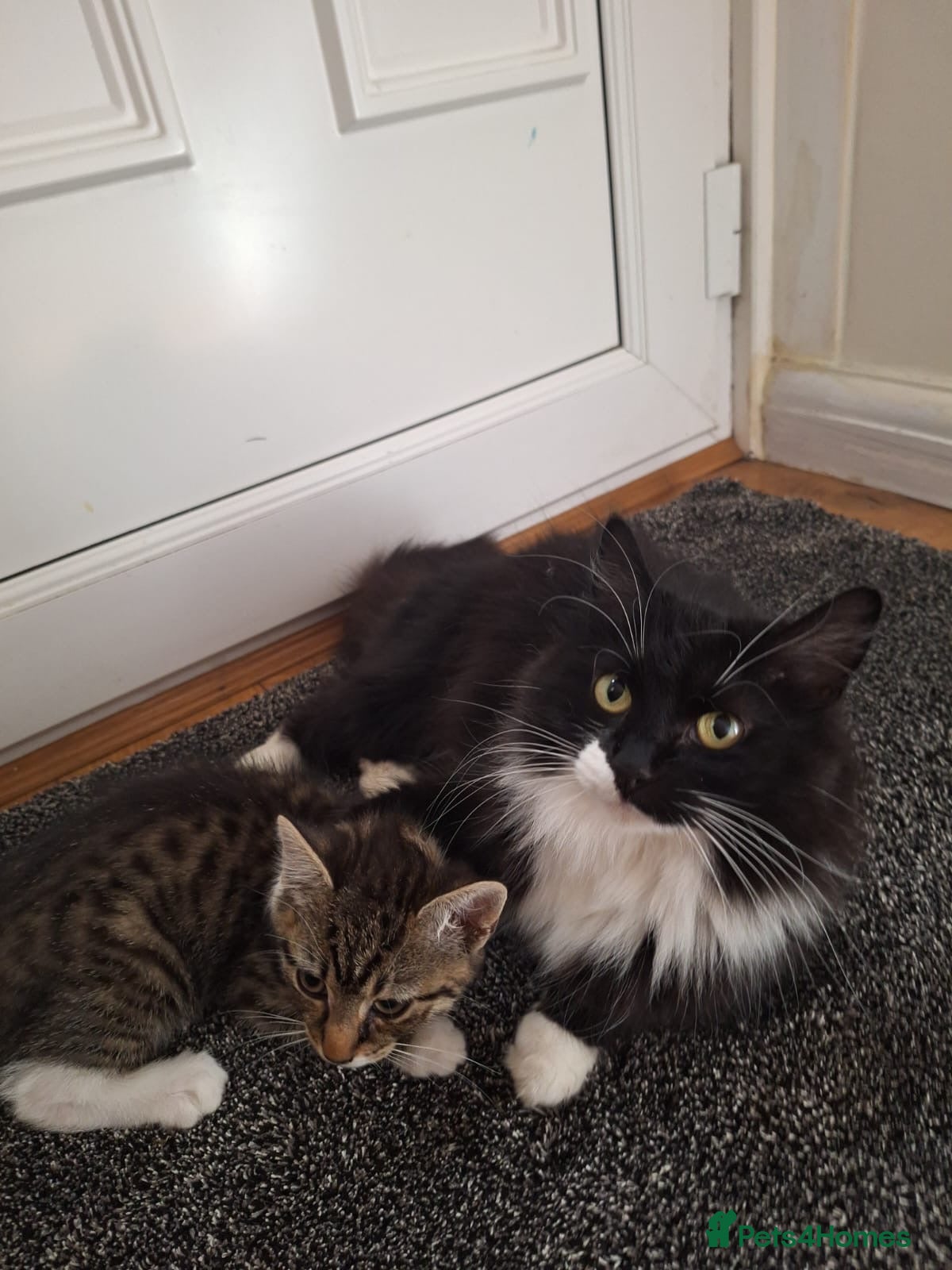 Mixed Breed cats Adorable tabby kittens ready for a new home - Advert 4