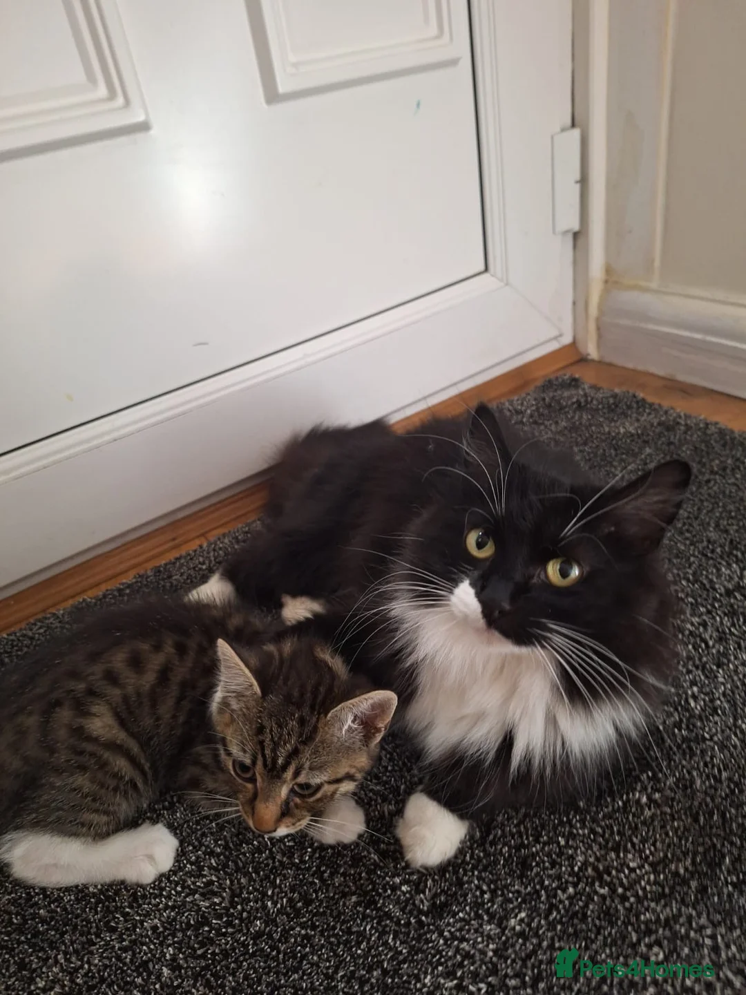 Mixed Breed cats for sale: Adorable tabby kittens ready for a new home - Advert 1