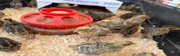 Quail poultry for sale: Jumbo Japanese Coturnix Quail Chicks  in Birmingham - Advert 4