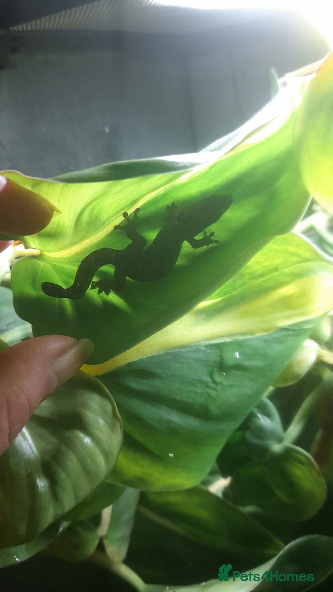 Gecko reptiles for sale: Mourning geckos. - Advert 9