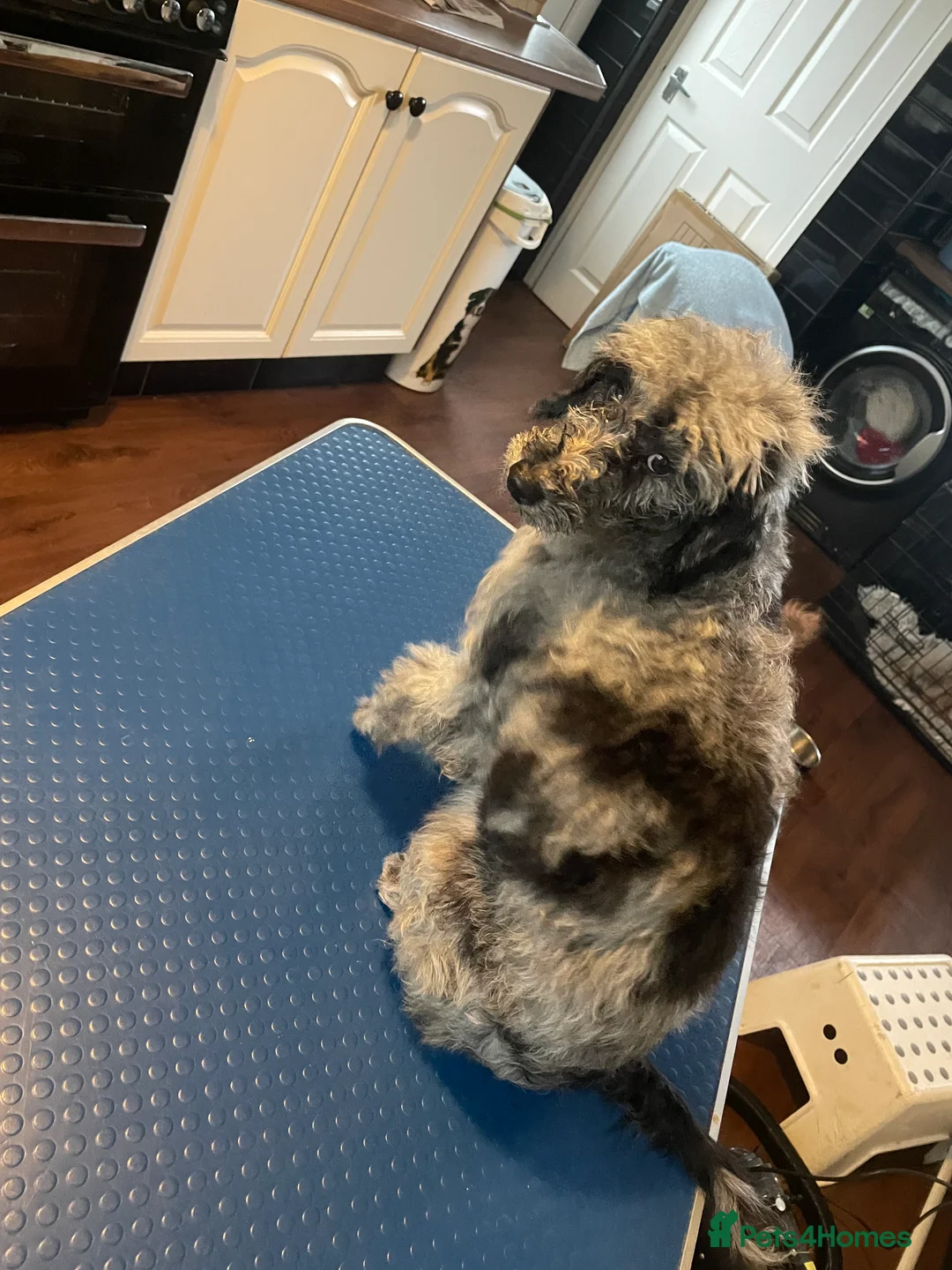 Toy Poodle dogs for stud: Merle poodle stud in Wakefield - Advert 5