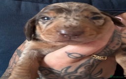 Miniature Dachshund dogs for sale: Miniature dapple dachshund  - Image 23