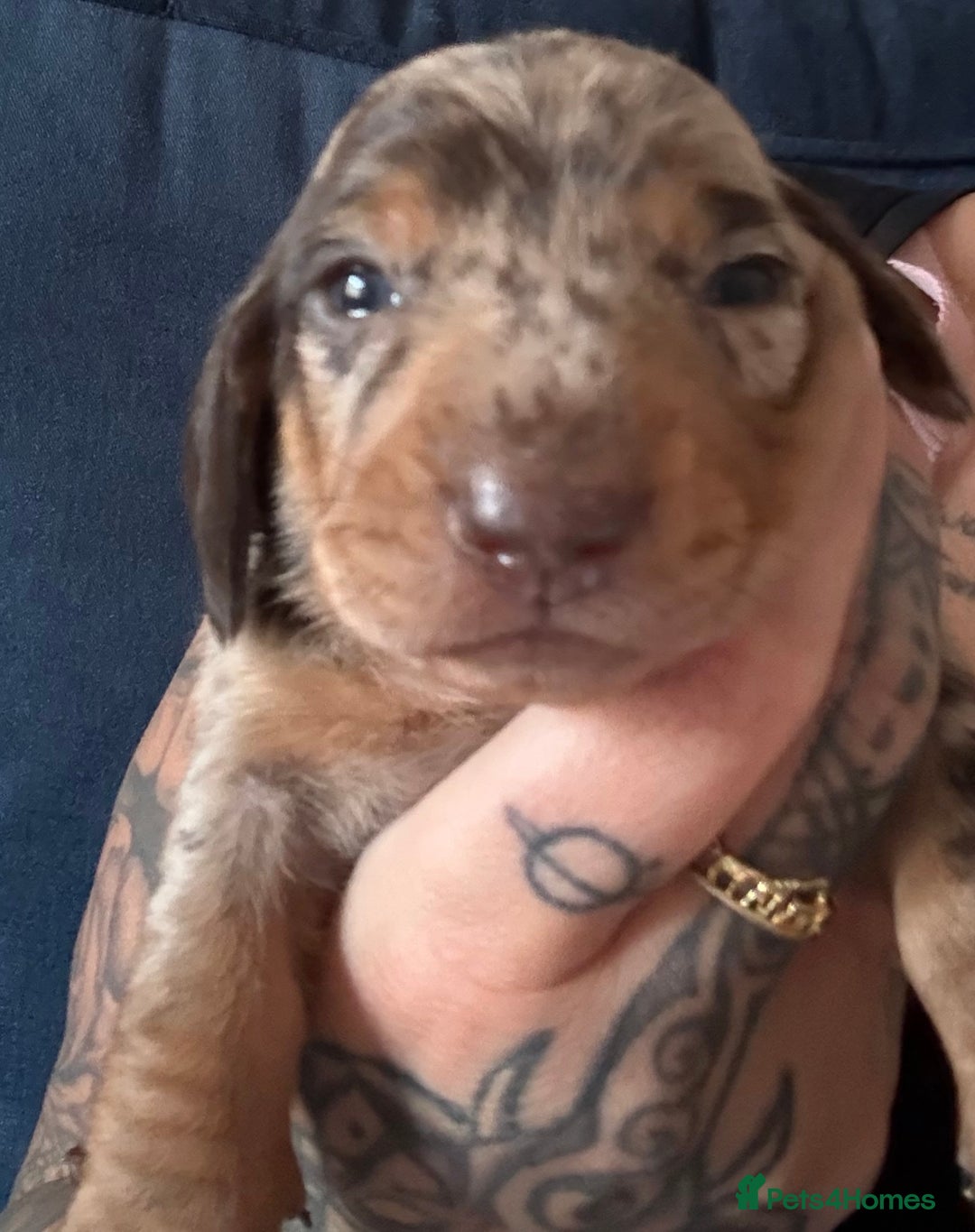 Miniature Dachshund dogs for sale: Miniature dapple dachshund  - Image 23