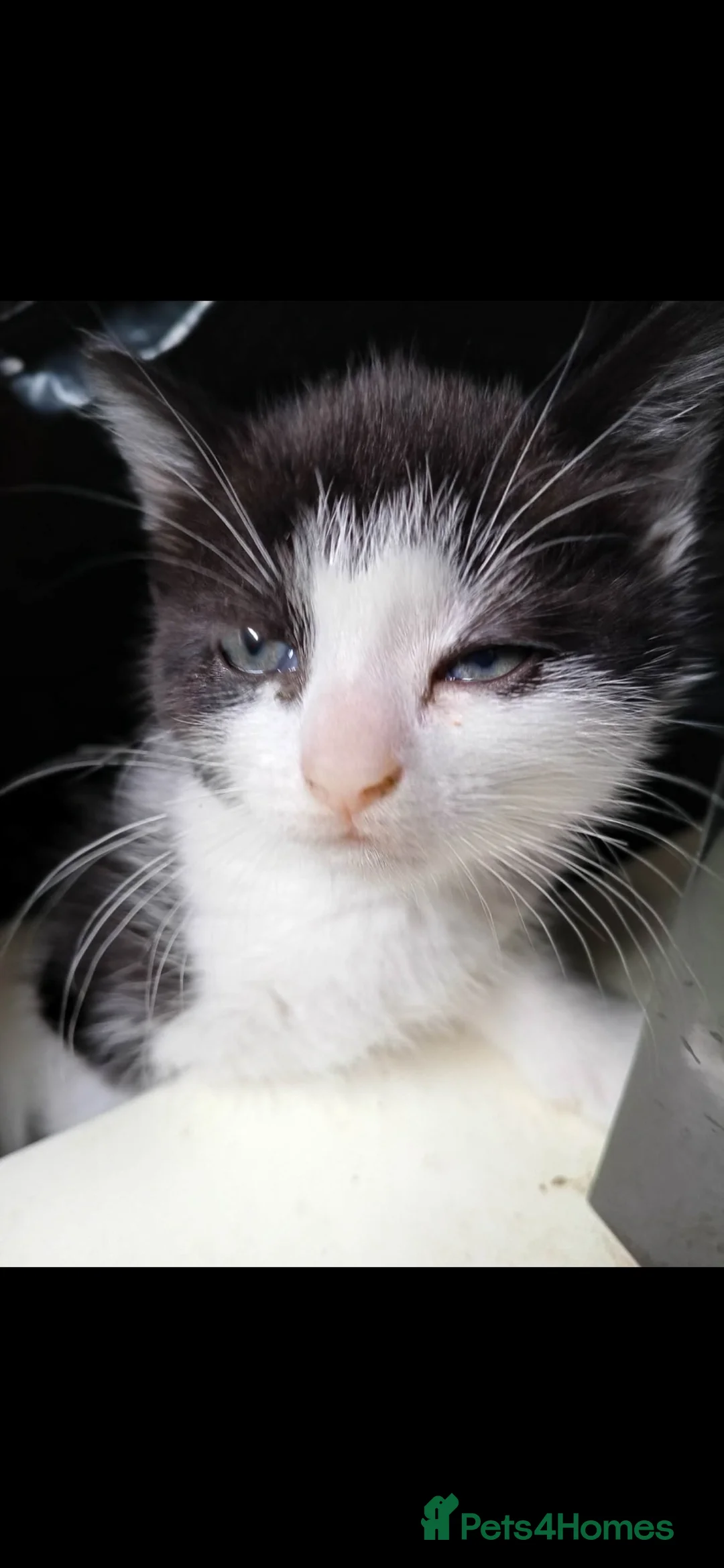 Mixed Breed cats for sale: Baby boy and girls kittens  - Advert 1
