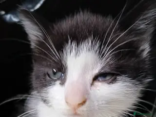 Mixed Breed cats Baby boy and girls kittens - Advert 5