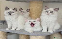 Ragdoll cats for sale: Gentle, Cuddly, Affectionate, Playful Kittens - Image 1