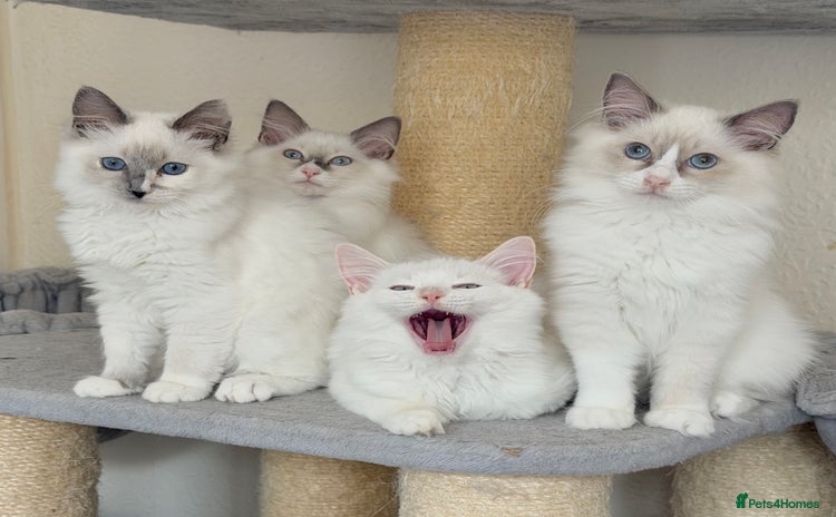 Ragdoll cats - Advert 10