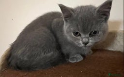 British Shorthair cats for sale: READY NOW!!Pedigree British Short Hair Kittens - Image 32