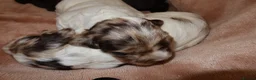 Cocker Spaniel dogs for sale: Working cocker spaniel puppies  - Advert 12