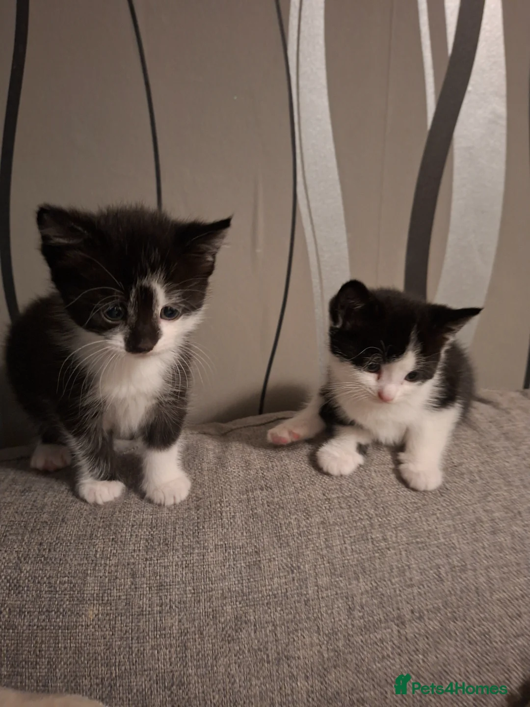 Mixed Breed cats for sale: Kittens for sale  in Blyth - Advert 1