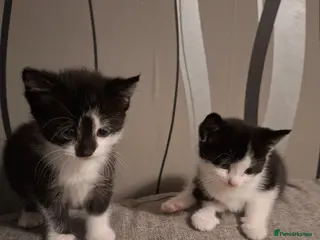 Mixed Breed cats Kittens for sale - Advert 1