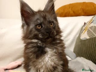 Maine Coon cats Maine coon kittens - Advert 9