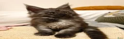 Maine Coon cats for sale: Maine coon kittens  - Advert 8