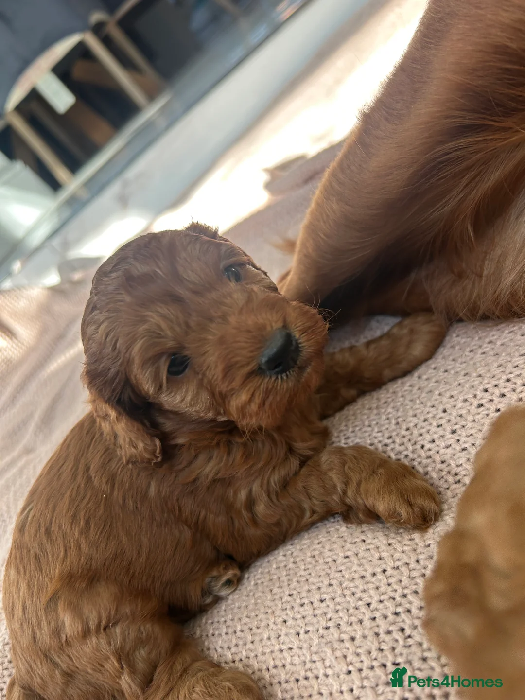 Cockapoo dogs for sale: 🐶Exceptional dark red toy cockapoos🐶 - Advert 8