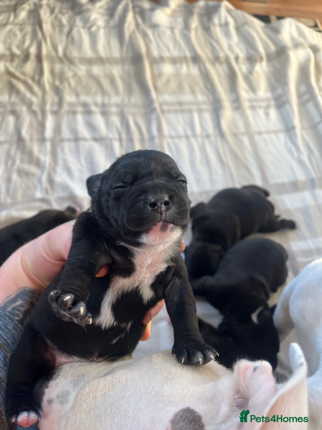 Staffordshire Bull Terrier dogs for sale: Champion bloodline 🏆 kc registered staffy pups  - Advert 9