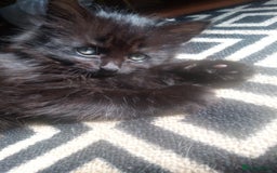 Mixed Breed cats for sale: Kittens - Image 1