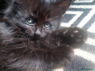 Mixed Breed cats - Advert 5