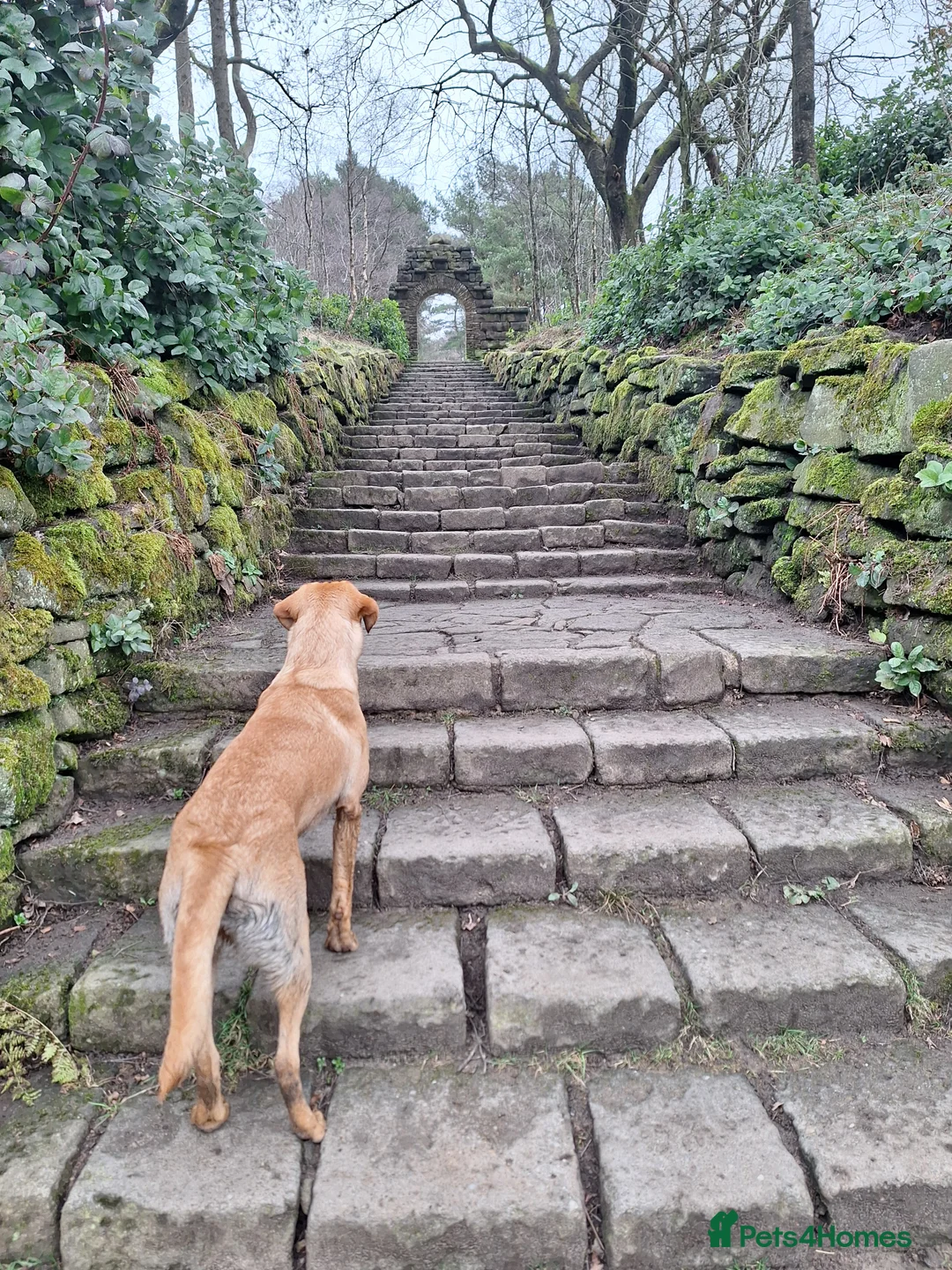 Labrador Retriever dogs for sale: Labrador Bitch 8 months old - Advert 13
