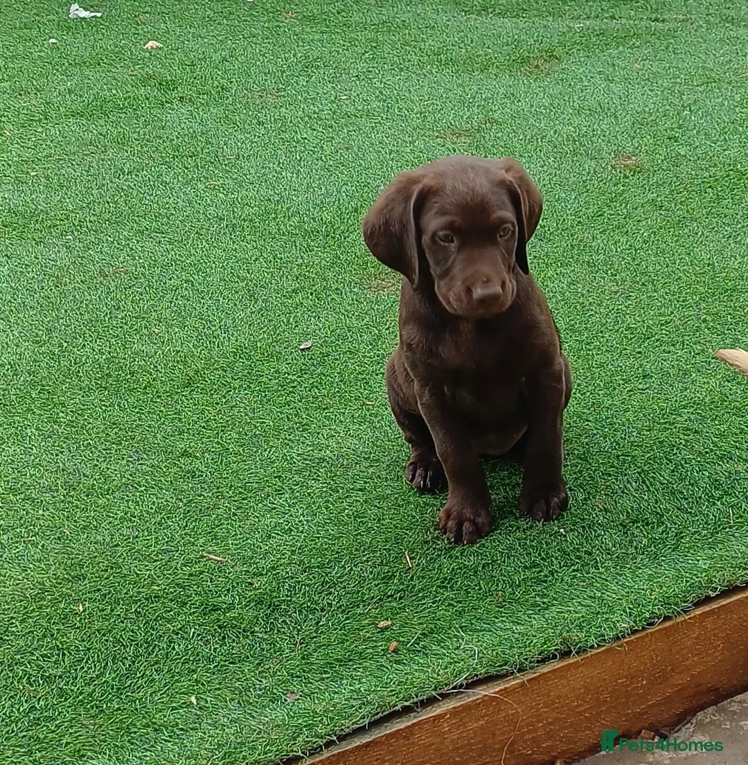 Labrador Retriever dogs for sale: Only 3 remaining 🐶🐶 - Advert 2