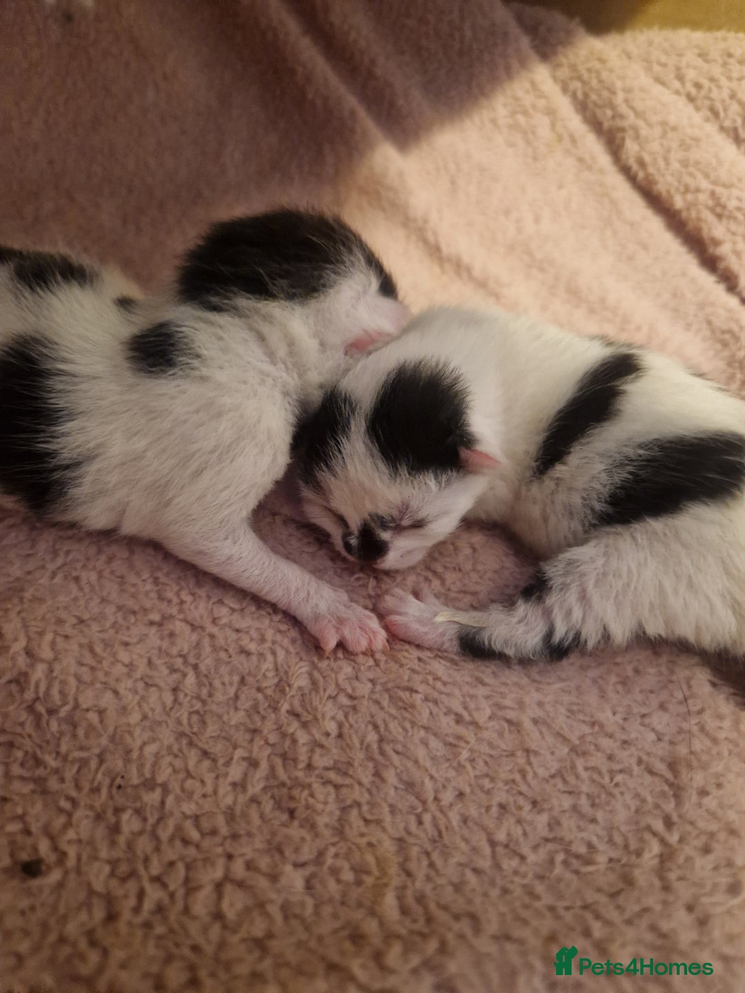 Mixed Breed cats for sale: 2 beautiful kittens  - Image 3