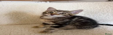 Mixed Breed Kitten 1