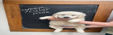 Golden Retriever 1
