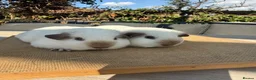Guinea Pig rodents for sale: Pure bred Californian California sows  - Advert 6