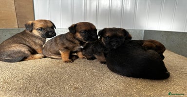 Border Terrier dogs for sale - Advert 11