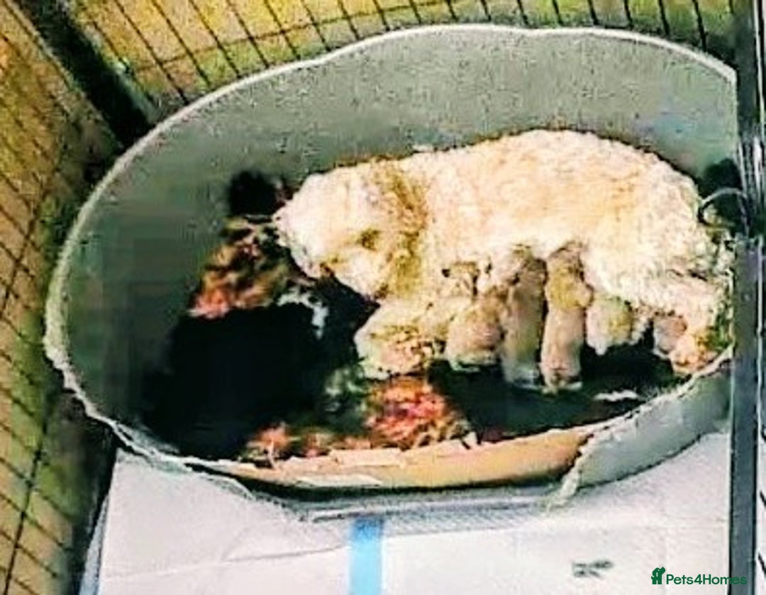 Cockapoo dogs for sale: Fantastic f1b toy cockapoo puppies  - Image 2