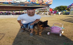 German Shepherd dogs for stud: 🐾 Beautiful Pedigree German Shepherd – Bruno 🐾 - Image 4