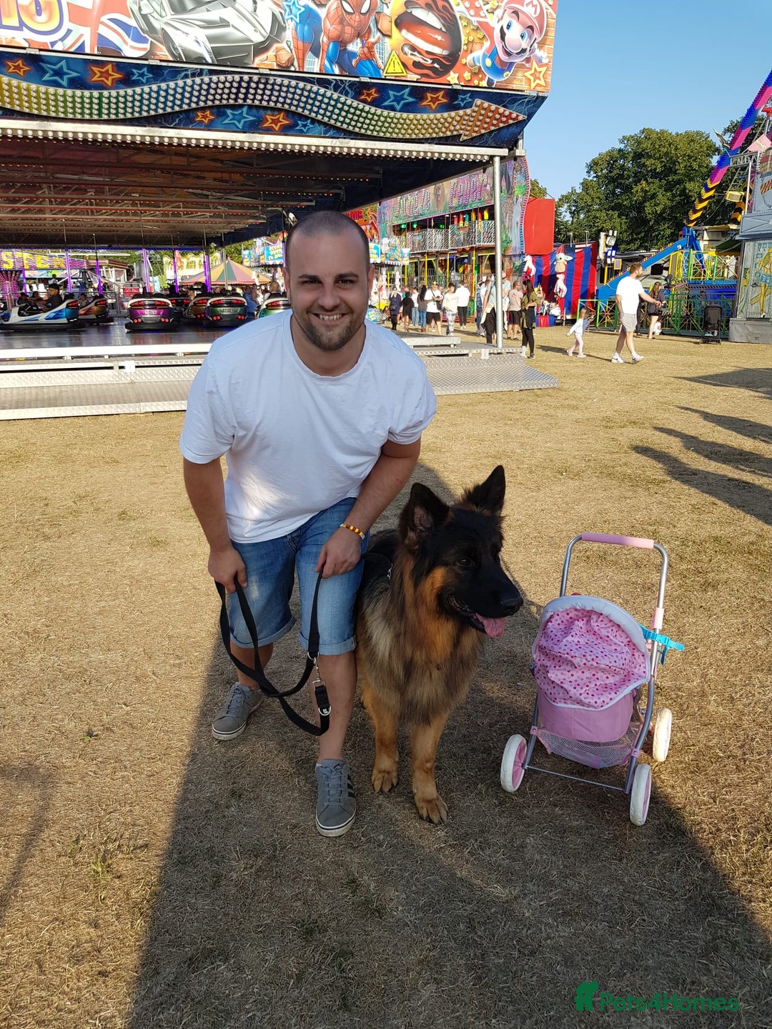 German Shepherd dogs for stud: 🐾 Beautiful Pedigree German Shepherd – Bruno 🐾 - Image 4
