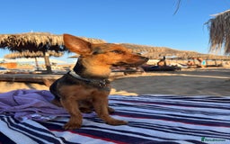 Yorkshire Terrier dogs for stud: Male yorkie - for stud only  - Advert 2