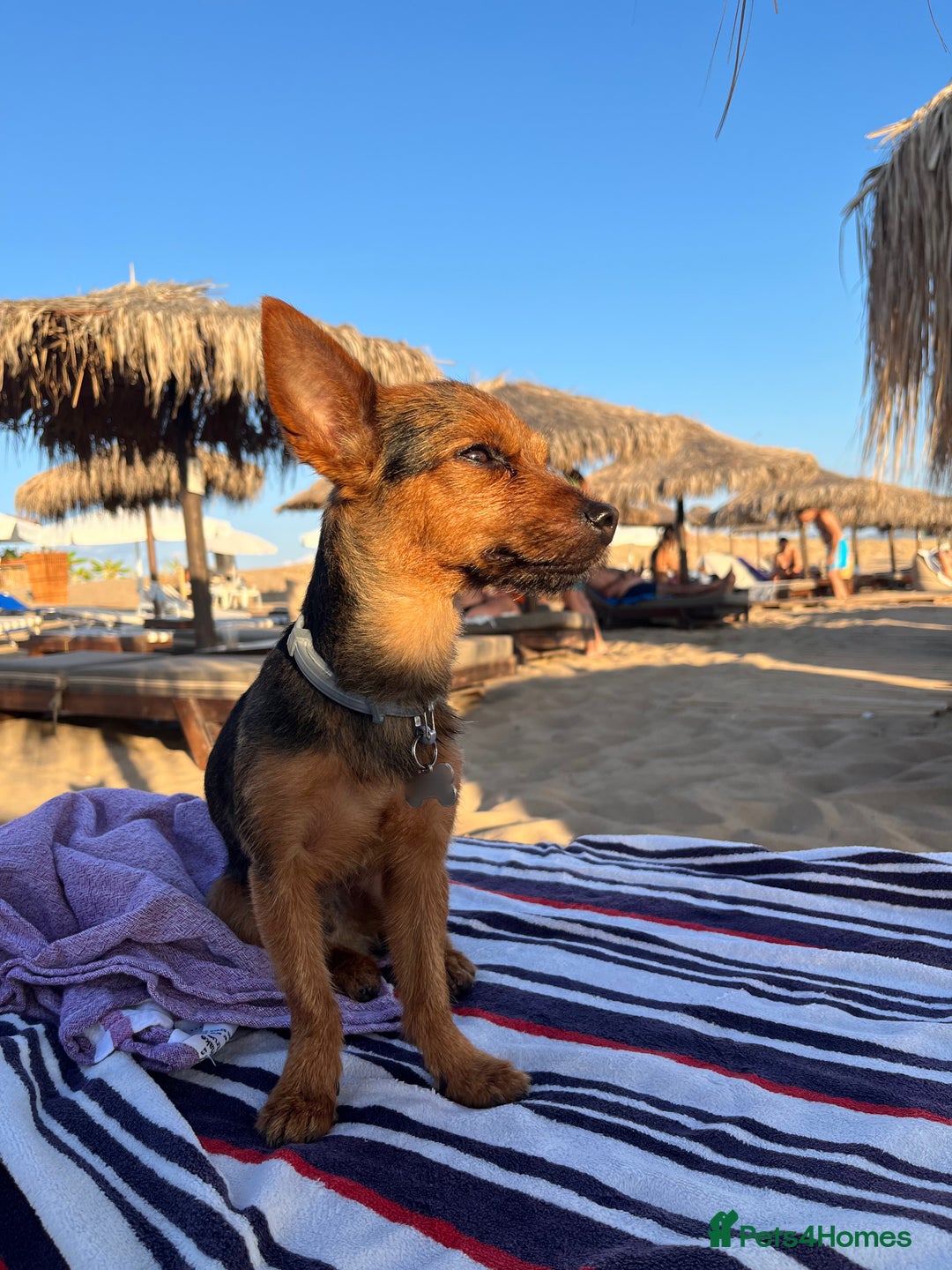 Yorkshire Terrier dogs for stud: Male yorkie - for stud only  - Advert 2