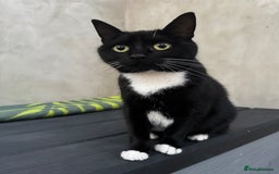 Domestic Shorthair cats for sale: Cat for adoption - Image 4