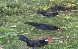 Chickens poultry for sale: Black Rosecomb Bantam pairs for sale  - Image 5