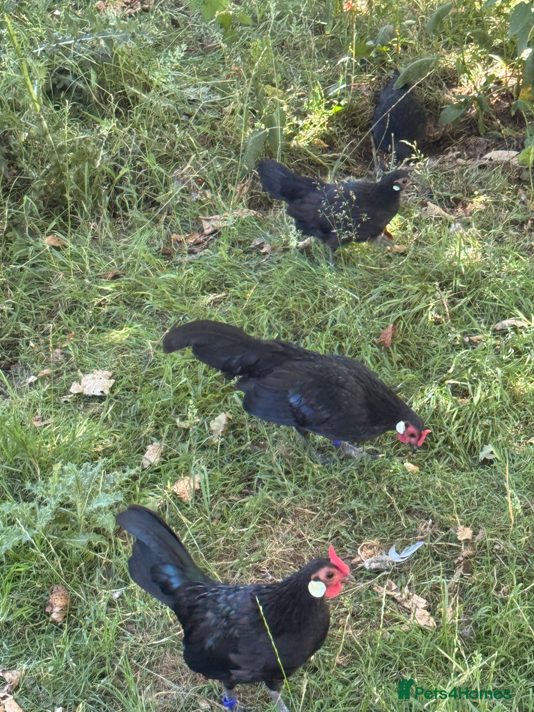 Chickens poultry for sale: Black Rosecomb Bantam pairs for sale  - Image 5