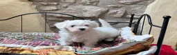 Mixed Breed dogs for sale: Beautiful litter of F1 Maltichon Puppies - Advert 8