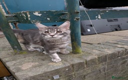 Maine Coon cats for sale: 3 Adorable Female Maine coon Kittens - Image 7