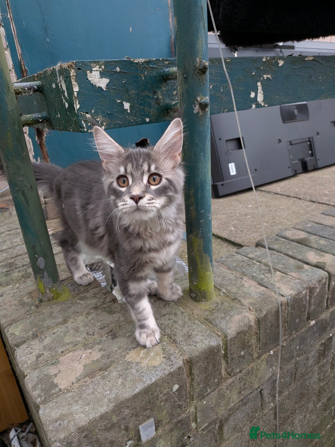 Maine Coon cats for sale: 3 Adorable Female Maine coon Kittens - Image 7