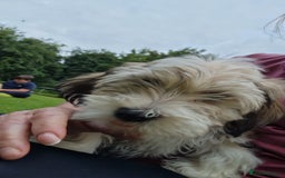Havanese dogs for sale: Havanese  - Image 4