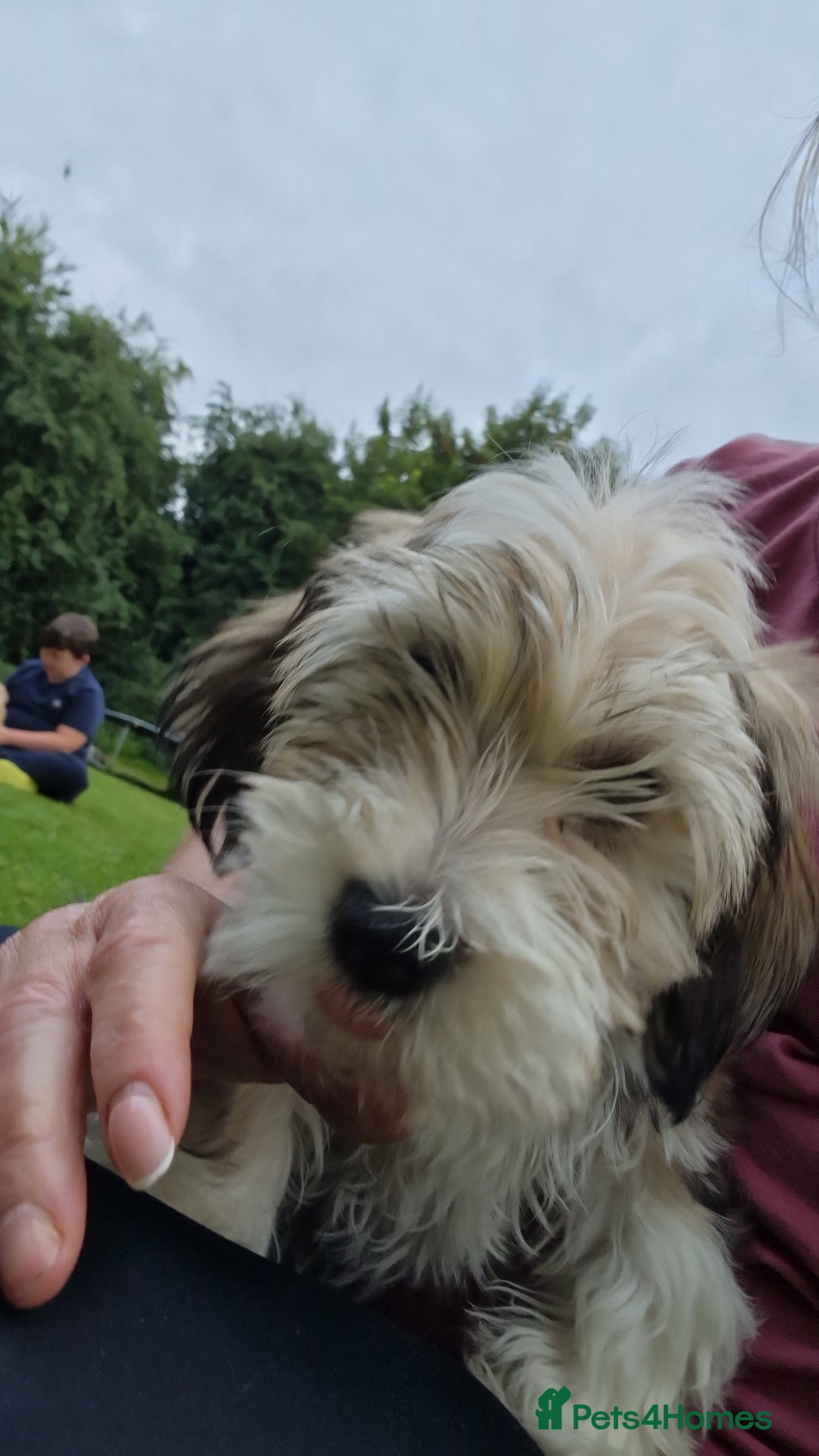 Havanese dogs for sale: Havanese  - Image 4